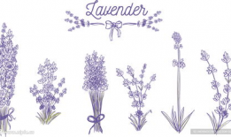 薰衣草漫画,一场浪漫的校园奇幻之旅